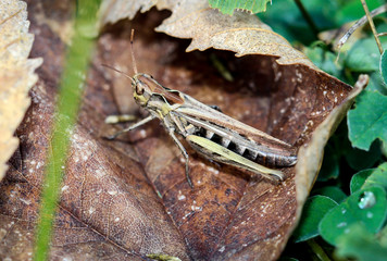 Grashüpfer, Heuschrecke