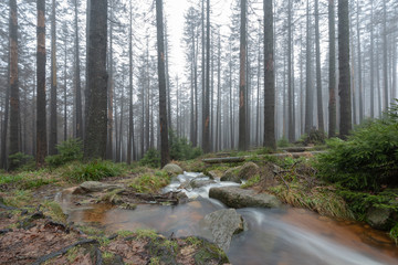 Mystischer Wald im Harz