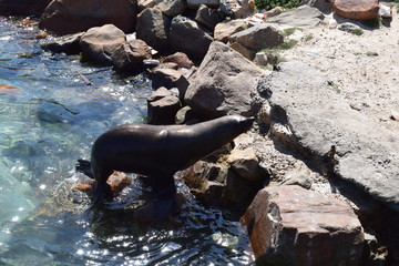 Sea Lion