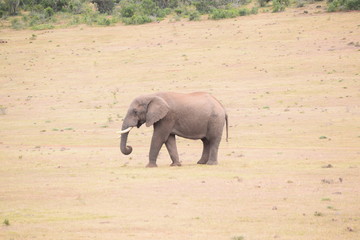 Fototapeta premium Elephant in the nature