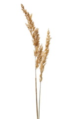 Dry common bulrush reeds isolated on white background, clipping path