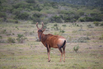 South African Animal Nature