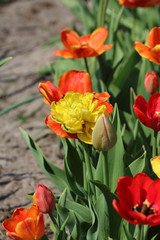 Fototapeta premium Tulipany w ogrodzie