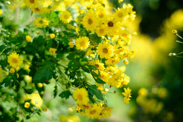 Yellow Chrysanthemum flowers bloom in the plot