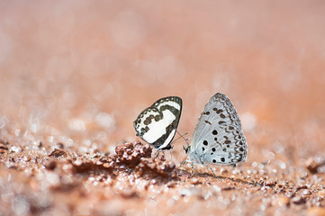 couple butterflies are sucking Mineral on the ground in nature,Lover concept