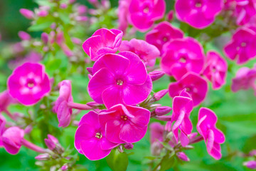 View on a bushes of pink flowers of phlox plant on a background of green garden in blur (shallow depth of field)