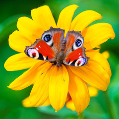 Close up view on a European peacock butterfly on a yellow flower of daisy on a background of green garden in blur (square aspect ratio)