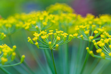 Close up view on a dill umbrella blooming on high stem on a background of garden in blur (shallow depth of field)