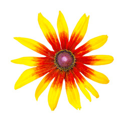 Yellow - red chamomile flower, isolated on a white background (design element)