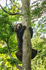 A brown bear, Ursus arctos, climbing up  a tree, holding on tree trunk, summer day in a forest, National Park Bayerischer wald, green background, vertical image