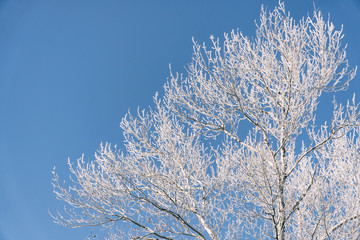 Branch in hoarfrost on a background blue sky