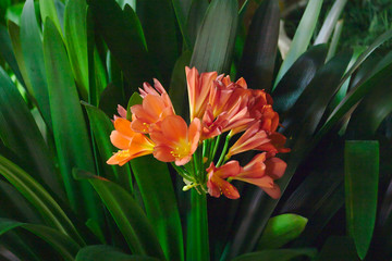 Flowers in the greenhouse