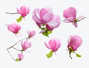 Papier Peint photo Magnolia brunch d& 39 arbre en fleurs avec des fleurs roses Beau magnolia.