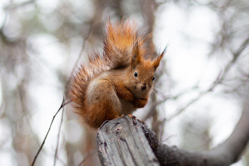 Naklejka na ściany i meble Red squirrel sitting on a branch in a winter park. Animals