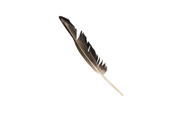 gray quill feather background isolate