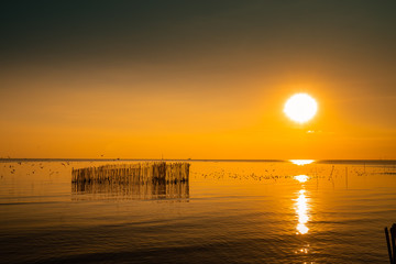 Fototapeta premium The evening sea full of seagulls