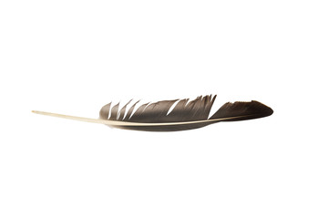 gray quill feather background isolate