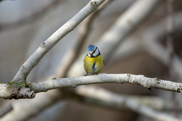 Mavi baştankara » Eurasian Blue Tit » Cyanistes caeruleus