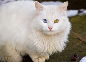 The mystery of nature - the cat has different eyes