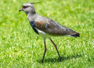 Vanellus chilensis