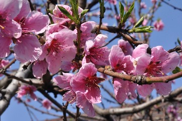 cherry blossoms in spring