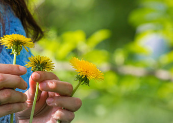 Dandelion in grass