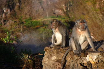 Obraz na płótnie Canvas Long-tailed macaques, Mt Batur, Bali.