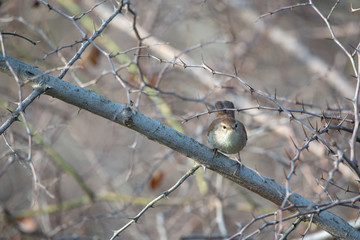 sparrow on branch of tree