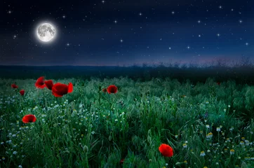  Prachtig papaverveld in de nacht en volle maan © klagyivik
