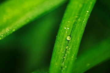 Natural vivid shiny green grass with dew drops close-up with copy space. Pure, pleasant, rich greenery with rain drops in macro. Background from green textured plants in rainy weather. Imperfect.