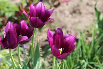 Tulips