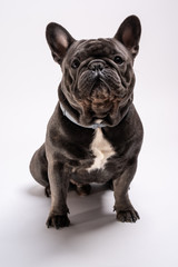 Blue french bulldog looking slightly to the left. Purebreed pet posing in the studio against white background
