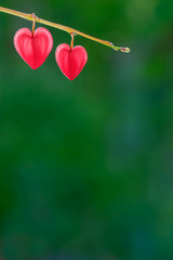 Two heart shaped flowers of pink dicentra (bleeding heart) in the garden blurred background, space for text