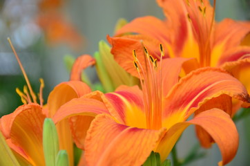 Fototapeta na wymiar orange lily in garden