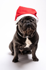 Adorable portrait of a french bulldog wearing a Santa Claus hat. Shot in the studio against white background