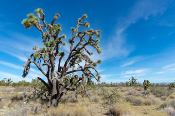 Las Vegas Valley Joshua Tree Yucca, Mojave Desert, Nevada, USA