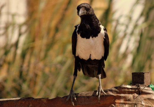 White Chested Crow