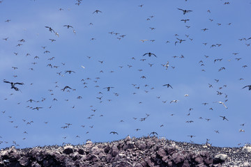 Flying Birds over Bird Islands