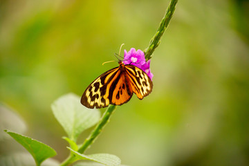 Fototapeta na wymiar Butterfly in the cloud forest