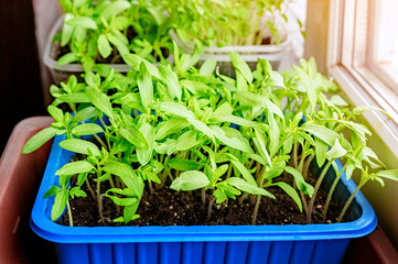 Growing seedlings of tomatoes and peppers on the windowsill in plastic pots