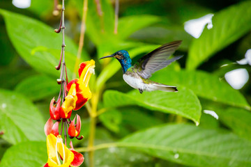 Hummingbird in the cloud forest