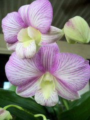 Closeup of white and purple orchid blooms