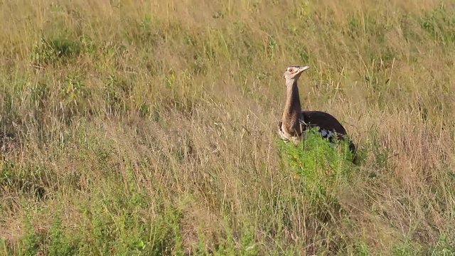 Kori bustard in the grass