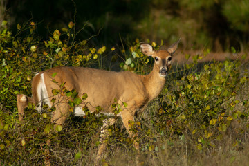 Deer on Assateague Island 2