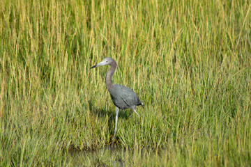 Reddish Egret in Tall Grass