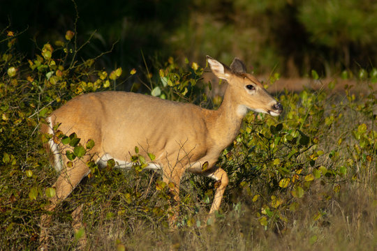 deer in the forest