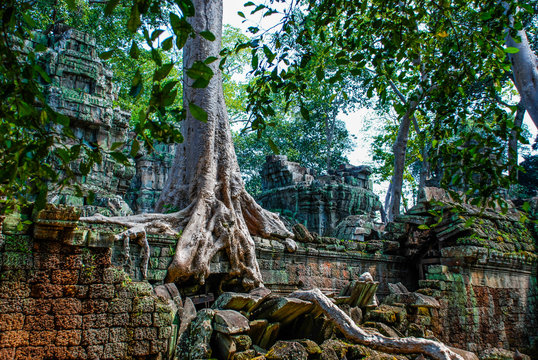 Tree growing out of the temple wall in Angkor Wat
