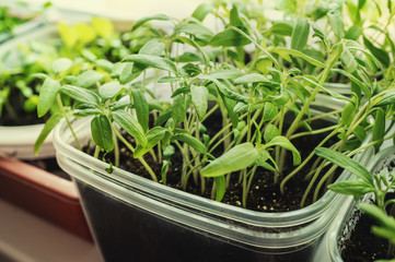 Growing seedlings of tomatoes and peppers on the windowsill in plastic pots