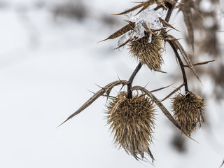 Burdock