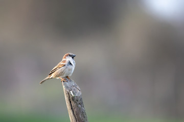Serçe » House Sparrow » Passer domesticus